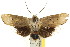  ( - CCDB-15735-E04)  @11 [ ] CreativeCommons - Attribution (2011) ANIC/CBG Photography Group Centre for Biodiversity Genomics