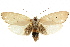  ( - CCDB-15735-E05)  @11 [ ] CreativeCommons - Attribution (2011) ANIC/CBG Photography Group Centre for Biodiversity Genomics