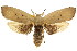  ( - CCDB-15735-E07)  @11 [ ] CreativeCommons - Attribution (2011) ANIC/CBG Photography Group Centre for Biodiversity Genomics