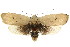  ( - CCDB-15735-E10)  @15 [ ] CreativeCommons - Attribution (2011) ANIC/CBG Photography Group Centre for Biodiversity Genomics