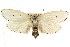  ( - CCDB-15735-F03)  @11 [ ] CreativeCommons - Attribution (2011) ANIC/CBG Photography Group Centre for Biodiversity Genomics