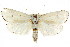  (Cryptophasa sp. ANIC62 - CCDB-15735-F07)  @11 [ ] CreativeCommons - Attribution (2011) ANIC/CBG Photography Group Centre for Biodiversity Genomics