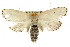  ( - CCDB-15735-F08)  @12 [ ] CreativeCommons - Attribution (2011) ANIC/CBG Photography Group Centre for Biodiversity Genomics