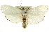  ( - CCDB-15735-F10)  @11 [ ] CreativeCommons - Attribution (2011) ANIC/CBG Photography Group Centre for Biodiversity Genomics