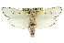  ( - CCDB-15735-G11)  @14 [ ] CreativeCommons - Attribution (2011) ANIC/CBG Photography Group Centre for Biodiversity Genomics