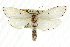  ( - CCDB-15735-H01)  @14 [ ] CreativeCommons - Attribution (2011) ANIC/CBG Photography Group Centre for Biodiversity Genomics