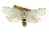 ( - CCDB-15735-H03)  @11 [ ] CreativeCommons - Attribution (2011) ANIC/CBG Photography Group Centre for Biodiversity Genomics