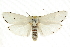  ( - CCDB-15735-H05)  @14 [ ] CreativeCommons - Attribution (2011) ANIC/CBG Photography Group Centre for Biodiversity Genomics