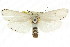  ( - CCDB-15735-H08)  @14 [ ] CreativeCommons - Attribution (2011) ANIC/CBG Photography Group Centre for Biodiversity Genomics