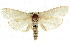  ( - CCDB-15735-H10)  @11 [ ] CreativeCommons - Attribution (2011) ANIC/CBG Photography Group Centre for Biodiversity Genomics