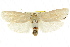  ( - CCDB-15735-H11)  @11 [ ] CreativeCommons - Attribution (2011) ANIC/CBG Photography Group Centre for Biodiversity Genomics