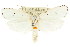  ( - CCDB-15736-A02)  @13 [ ] CreativeCommons - Attribution (2011) ANIC/CBG Photography Group Centre for Biodiversity Genomics
