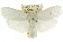  (Cryptophasa byssinopis - CCDB-15736-A07)  @15 [ ] CreativeCommons - Attribution (2011) ANIC/CBG Photography Group Centre for Biodiversity Genomics