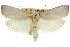  ( - CCDB-15736-A11)  @11 [ ] CreativeCommons - Attribution (2011) ANIC/CBG Photography Group Centre for Biodiversity Genomics