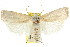  ( - CCDB-15736-B01)  @11 [ ] CreativeCommons - Attribution (2011) ANIC/CBG Photography Group Centre for Biodiversity Genomics