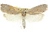  ( - CCDB-15736-B02)  @11 [ ] CreativeCommons - Attribution (2011) ANIC/CBG Photography Group Centre for Biodiversity Genomics