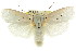  (Cryptophasa lasiocosma PS2 - CCDB-15736-B06)  @11 [ ] CreativeCommons - Attribution (2011) ANIC/CBG Photography Group Centre for Biodiversity Genomics