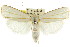  (Cryptophasa flavolineata PS1 - CCDB-15736-B11)  @11 [ ] CreativeCommons - Attribution (2011) ANIC/CBG Photography Group Centre for Biodiversity Genomics