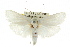  (Cryptophasa sp. ANIC87 - CCDB-15736-C06)  @15 [ ] CreativeCommons - Attribution (2011) ANIC/CBG Photography Group Centre for Biodiversity Genomics