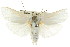  ( - CCDB-15736-C08)  @13 [ ] CreativeCommons - Attribution (2011) ANIC/CBG Photography Group Centre for Biodiversity Genomics