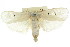  ( - CCDB-15736-C09)  @11 [ ] CreativeCommons - Attribution (2011) ANIC/CBG Photography Group Centre for Biodiversity Genomics