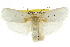  ( - CCDB-15736-C11)  @12 [ ] CreativeCommons - Attribution (2011) ANIC/CBG Photography Group Centre for Biodiversity Genomics