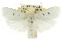  ( - CCDB-15736-C12)  @14 [ ] CreativeCommons - Attribution (2011) ANIC/CBG Photography Group Centre for Biodiversity Genomics