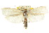  ( - CCDB-15736-D04)  @13 [ ] CreativeCommons - Attribution (2011) ANIC/CBG Photography Group Centre for Biodiversity Genomics