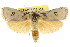  ( - CCDB-15736-E01)  @13 [ ] CreativeCommons - Attribution (2011) ANIC/CBG Photography Group Centre for Biodiversity Genomics