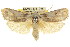  ( - CCDB-15736-E02)  @13 [ ] CreativeCommons - Attribution (2011) ANIC/CBG Photography Group Centre for Biodiversity Genomics