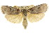  ( - CCDB-15736-E04)  @14 [ ] CreativeCommons - Attribution (2011) ANIC/CBG Photography Group Centre for Biodiversity Genomics