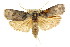  ( - CCDB-15736-E05)  @13 [ ] CreativeCommons - Attribution (2011) ANIC/CBG Photography Group Centre for Biodiversity Genomics