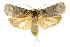  ( - CCDB-15736-E06)  @14 [ ] CreativeCommons - Attribution (2011) ANIC/CBG Photography Group Centre for Biodiversity Genomics