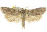  ( - CCDB-15736-E08)  @11 [ ] CreativeCommons - Attribution (2011) ANIC/CBG Photography Group Centre for Biodiversity Genomics