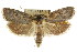  ( - CCDB-15736-E10)  @13 [ ] CreativeCommons - Attribution (2011) ANIC/CBG Photography Group Centre for Biodiversity Genomics