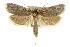  (Cryptophasa sp. ANIC1 - CCDB-15736-E11)  @14 [ ] CreativeCommons - Attribution (2011) ANIC/CBG Photography Group Centre for Biodiversity Genomics