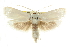  (Cryptophasa gypsomera - CCDB-15736-F10)  @15 [ ] CreativeCommons - Attribution (2011) ANIC/CBG Photography Group Centre for Biodiversity Genomics