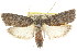  ( - CCDB-15736-G10)  @13 [ ] CreativeCommons - Attribution (2011) ANIC/CBG Photography Group Centre for Biodiversity Genomics