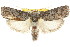  ( - CCDB-15736-G11)  @14 [ ] CreativeCommons - Attribution (2011) ANIC/CBG Photography Group Centre for Biodiversity Genomics