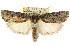  ( - CCDB-15736-G12)  @14 [ ] CreativeCommons - Attribution (2011) ANIC/CBG Photography Group Centre for Biodiversity Genomics