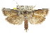  ( - CCDB-15736-H02)  @15 [ ] CreativeCommons - Attribution (2011) ANIC/CBG Photography Group Centre for Biodiversity Genomics
