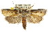  ( - CCDB-15736-H04)  @15 [ ] CreativeCommons - Attribution (2011) ANIC/CBG Photography Group Centre for Biodiversity Genomics