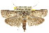  ( - CCDB-15736-H05)  @15 [ ] CreativeCommons - Attribution (2011) ANIC/CBG Photography Group Centre for Biodiversity Genomics