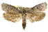  ( - CCDB-15736-H06)  @15 [ ] CreativeCommons - Attribution (2011) ANIC/CBG Photography Group Centre for Biodiversity Genomics