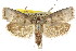  ( - CCDB-15736-H07)  @15 [ ] CreativeCommons - Attribution (2011) ANIC/CBG Photography Group Centre for Biodiversity Genomics