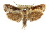  ( - CCDB-15736-H08)  @13 [ ] CreativeCommons - Attribution (2011) ANIC/CBG Photography Group Centre for Biodiversity Genomics