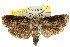  ( - CCDB-15736-H10)  @11 [ ] CreativeCommons - Attribution (2011) ANIC/CBG Photography Group Centre for Biodiversity Genomics