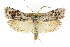  ( - CCDB-15737-A02)  @14 [ ] CreativeCommons - Attribution (2011) ANIC/CBG Photography Group Centre for Biodiversity Genomics