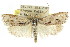  ( - CCDB-15737-A06)  @14 [ ] CreativeCommons - Attribution (2011) ANIC/CBG Photography Group Centre for Biodiversity Genomics