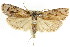  (Cryptophasa phycidoides - CCDB-15737-A07)  @15 [ ] CreativeCommons - Attribution (2011) ANIC/CBG Photography Group Centre for Biodiversity Genomics